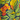 Crusher Wide Leg Pants, Midnight Floral Print, swatch