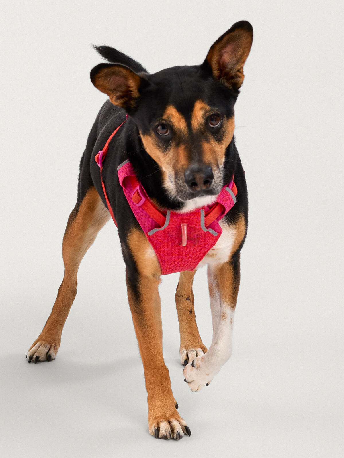 Front Range Flexible Adventure Dog Harness by Ruffwear | Title Nine