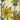 Galleria Trucker Hat - Sunflowers, Turquoise Teal, swatch