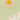 Hemera Sunglasses, Daisy, swatch