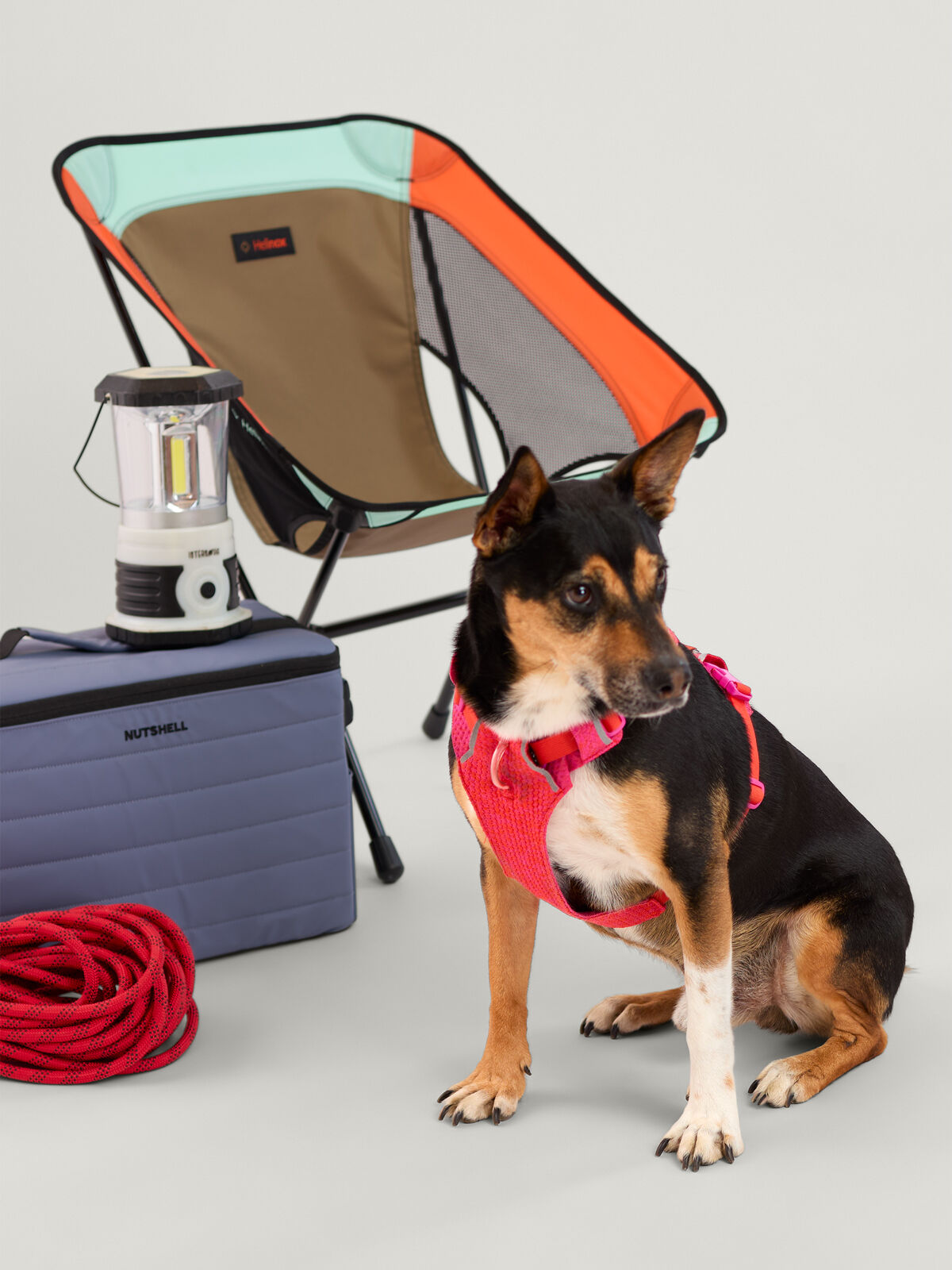 Front Range Flexible Adventure Dog Harness by Ruffwear | Title Nine