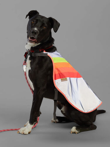 Luna Reflective Dog Coat