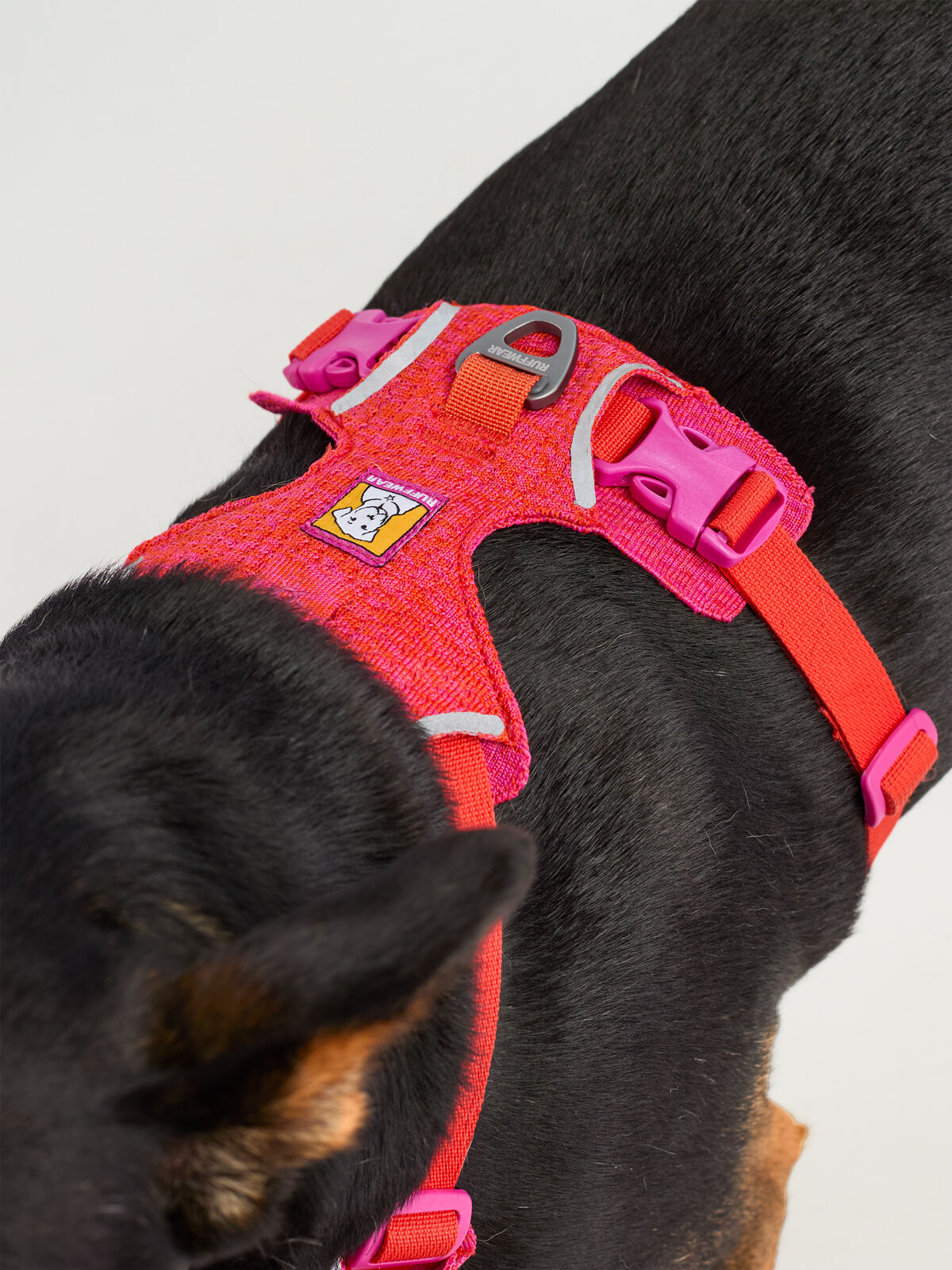 Front Range Flexible Adventure Dog Harness by Ruffwear | Title Nine