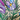 Full Coverage Running Hat, Pasque Flowers Purple, swatch