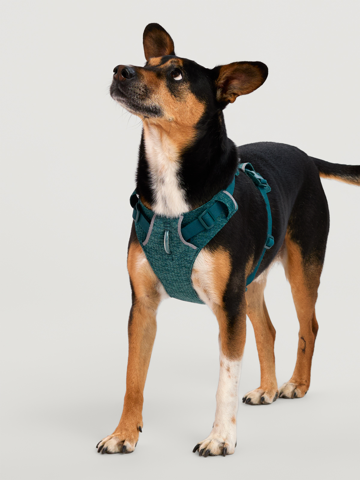 Front Range Flexible Adventure Dog Harness by Ruffwear | Title Nine